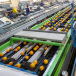 Sul Informação - Produção de citrinos no Algarve aumenta em 2022, mas seca é preocupação