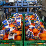 Sul Informação - Produção de citrinos no Algarve aumenta em 2022, mas seca é preocupação