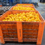 Sul Informação - Produção de citrinos no Algarve aumenta em 2022, mas seca é preocupação