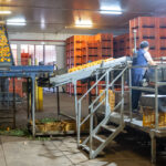 Sul Informação - Produção de citrinos no Algarve aumenta em 2022, mas seca é preocupação