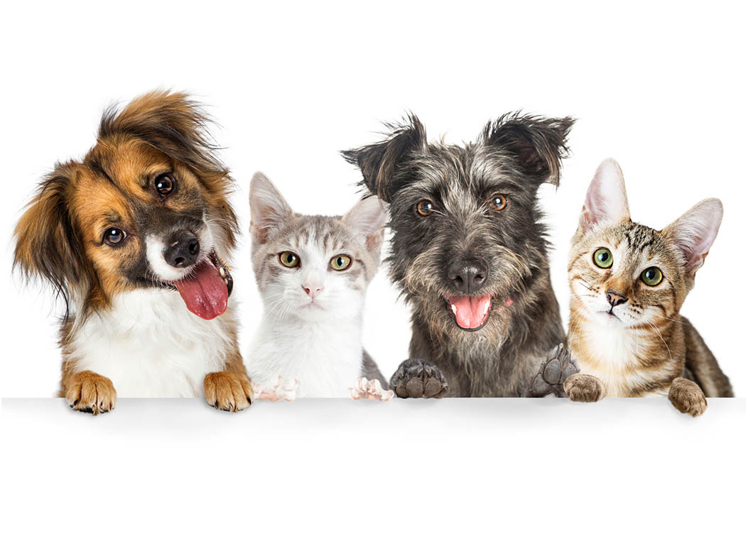 Sul Informação - Faro promove Dia Aberto no Centro de Recolha Oficial de Animais