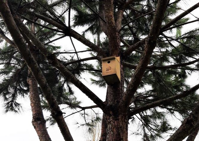 Sul Informação - Albufeira instala caixas-ninho para garantir “Alojamento local para aves”