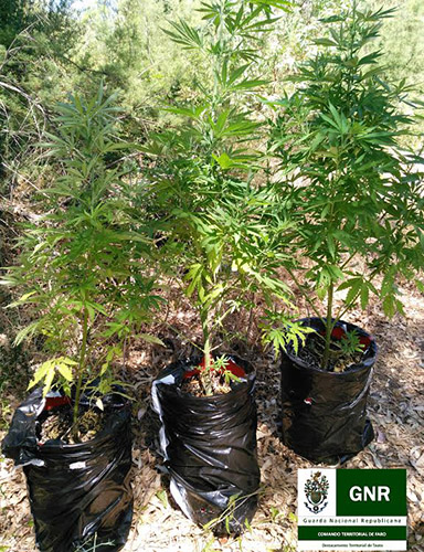 Sul Informação - GNR apreende doze plantas de cannabis em Almancil e Alcoutim