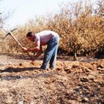 Sul Informação - Agricultores afetados pelo incêndio podem investir já, porque serão apoiados