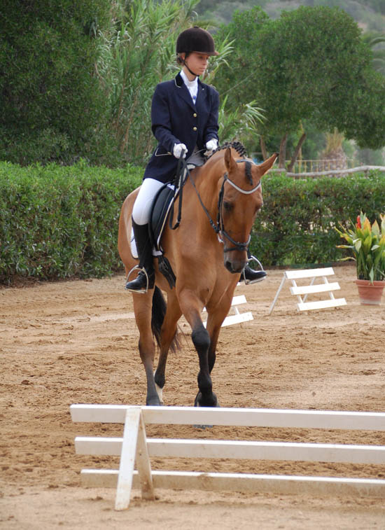 Sul Informação - Amazonas e cavaleiro de Olhão com boas performances no Campeonato Regional de Dressage do Algarve