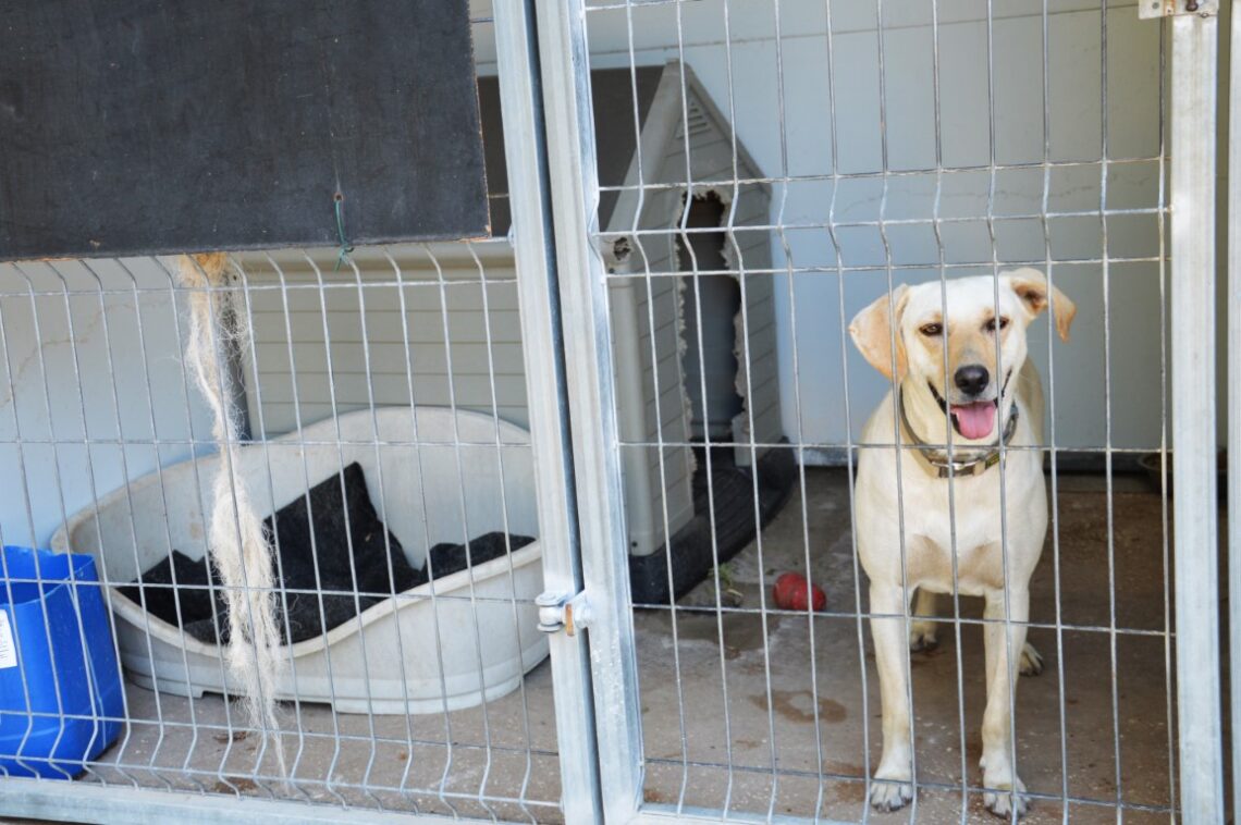 Sul Informação - Seis municípios do Algarve recebem apoio para melhorar bem-estar animal