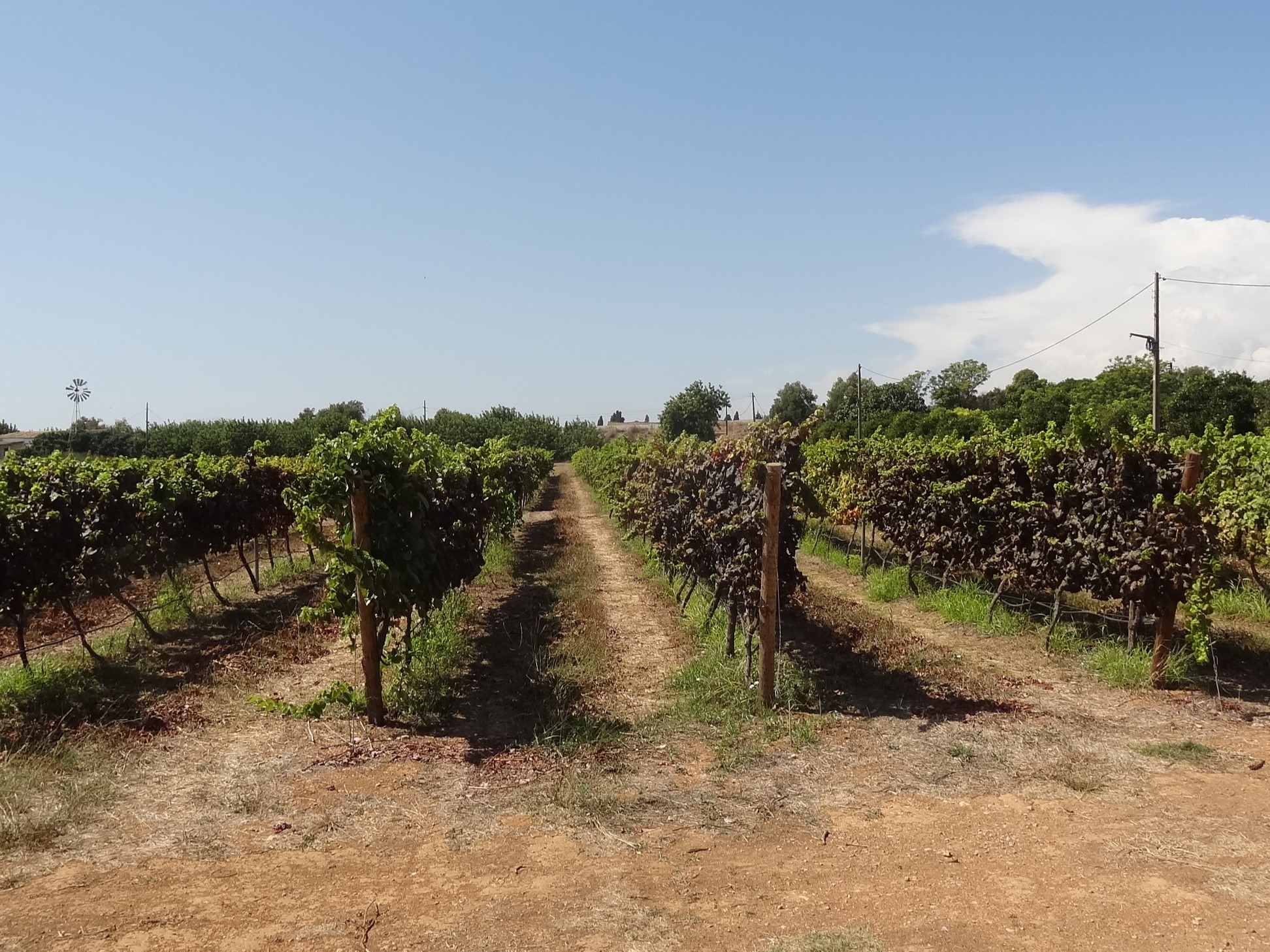 Sul Informação - Tavira promove descoberta dos Vinhos Algarvios e da coleção ampelográfica do CEAT