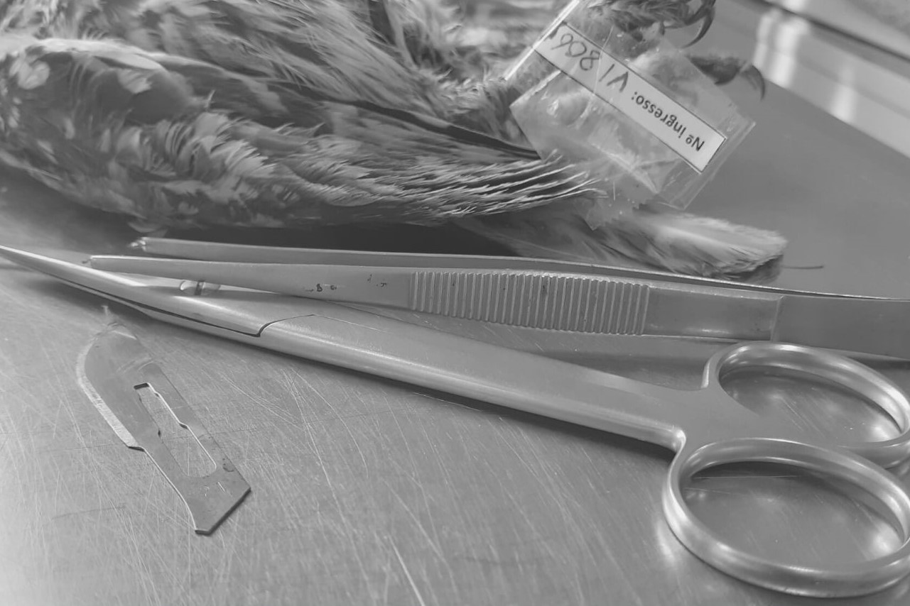 Sul Informação - RIAS lança curso teórico-prático de “Necrópsia em Aves Selvagens”