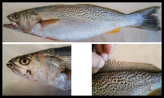 Sul Informação - Investigadores do CCMar identificam espécie invasora de corvina no Guadiana