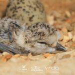 Sul Informação - Bio-ilhas andou dois anos a melhorar a vida das aves salineiras de Olhão e Faro
