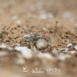 Sul Informação - Bio-ilhas andou dois anos a melhorar a vida das aves salineiras de Olhão e Faro