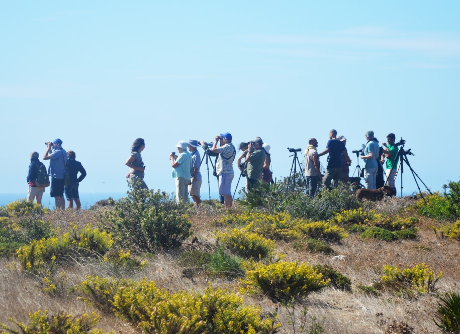 Sul Informação - Gente de toda a Europa de binóculos nos olhos para ver as aves em Sagres