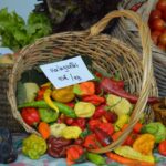 Sul Informação - Dieta Mediterrânica é «determinante para a preservação das paisagens do país»