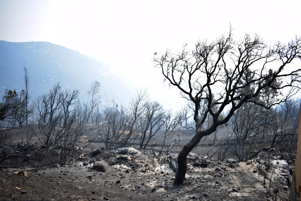 Sul Informação - Monchique viu o fogo passar e deixar uma destruição maior «que a de 2003»
