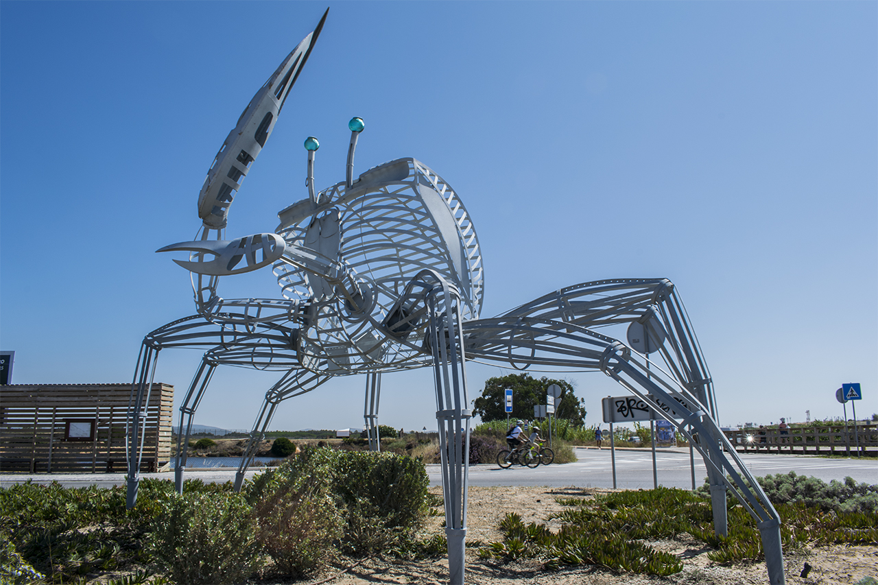 Sul Informação - Rotunda da Praia de Faro é o novo habitat de caranguejo gigante [com fotos]