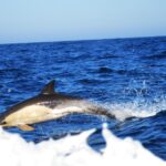 Sul Informação - Festival de Observação de Aves prepara-se para fim de semana em grande em Sagres