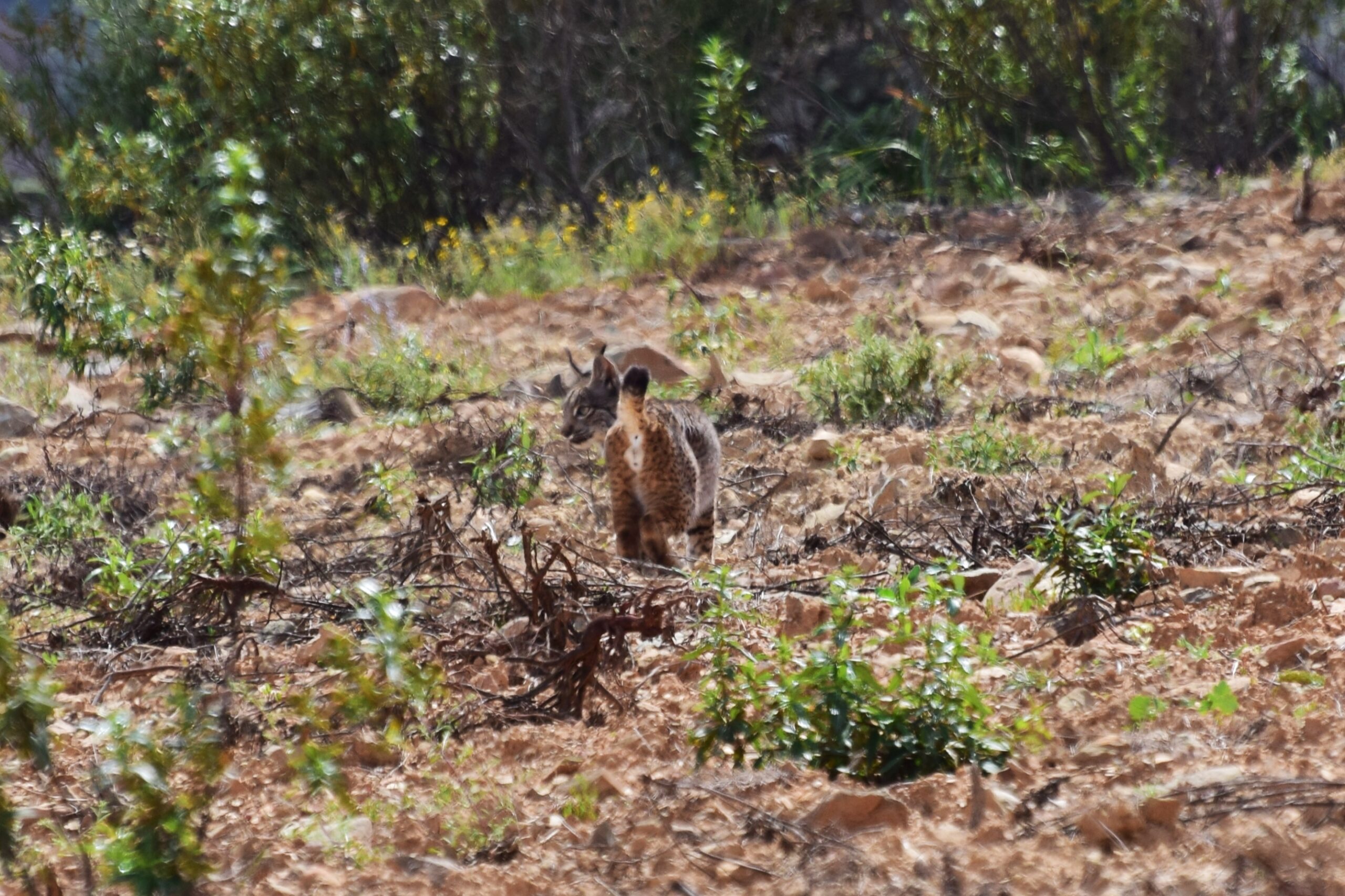 Sul Informação - Há mais um casal de linces-ibéricos a “viver” em Alcoutim [com vídeo]