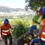 Sul Informação - Animais também são vítimas do incêndio, mas há equipas no terreno a resgatá-los