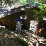 Sul Informação - Animais também são vítimas do incêndio, mas há equipas no terreno a resgatá-los