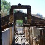 Sul Informação - Animais também são vítimas do incêndio, mas há equipas no terreno a resgatá-los