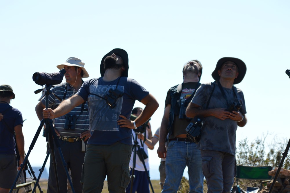 Sul Informação - Festival de Observação de Aves prepara-se para fim de semana em grande em Sagres