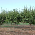 Sul Informação - Algarve vai ter novas coleções de fruteiras tradicionais e toda a ajuda é preciosa