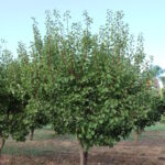 Sul Informação - Algarve vai ter novas coleções de fruteiras tradicionais e toda a ajuda é preciosa