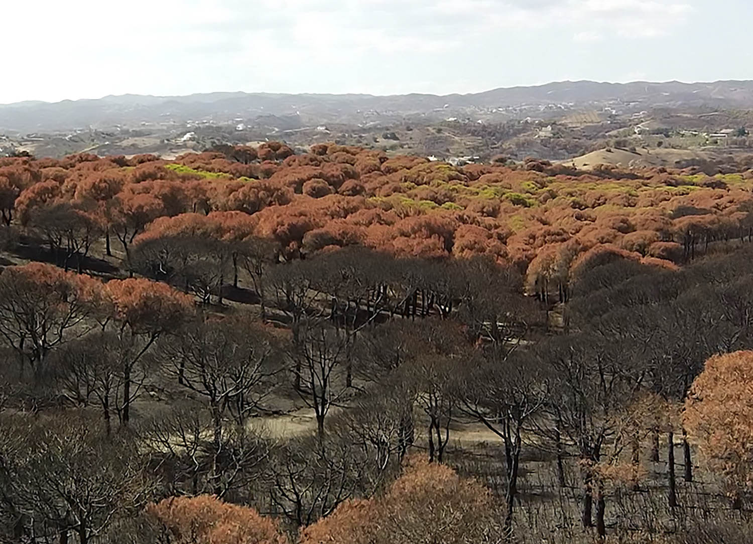 Sul Informação - Santa Catarina da Fonte do Bispo recebe última sessão da curta-documental “Deixa Arder”