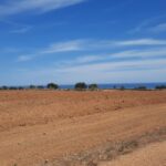 Sul Informação - Dono de terreno junto à Ria Formosa continua a abater árvores apesar do embargo