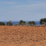 Sul Informação - Dono de terreno junto à Ria Formosa continua a abater árvores apesar do embargo