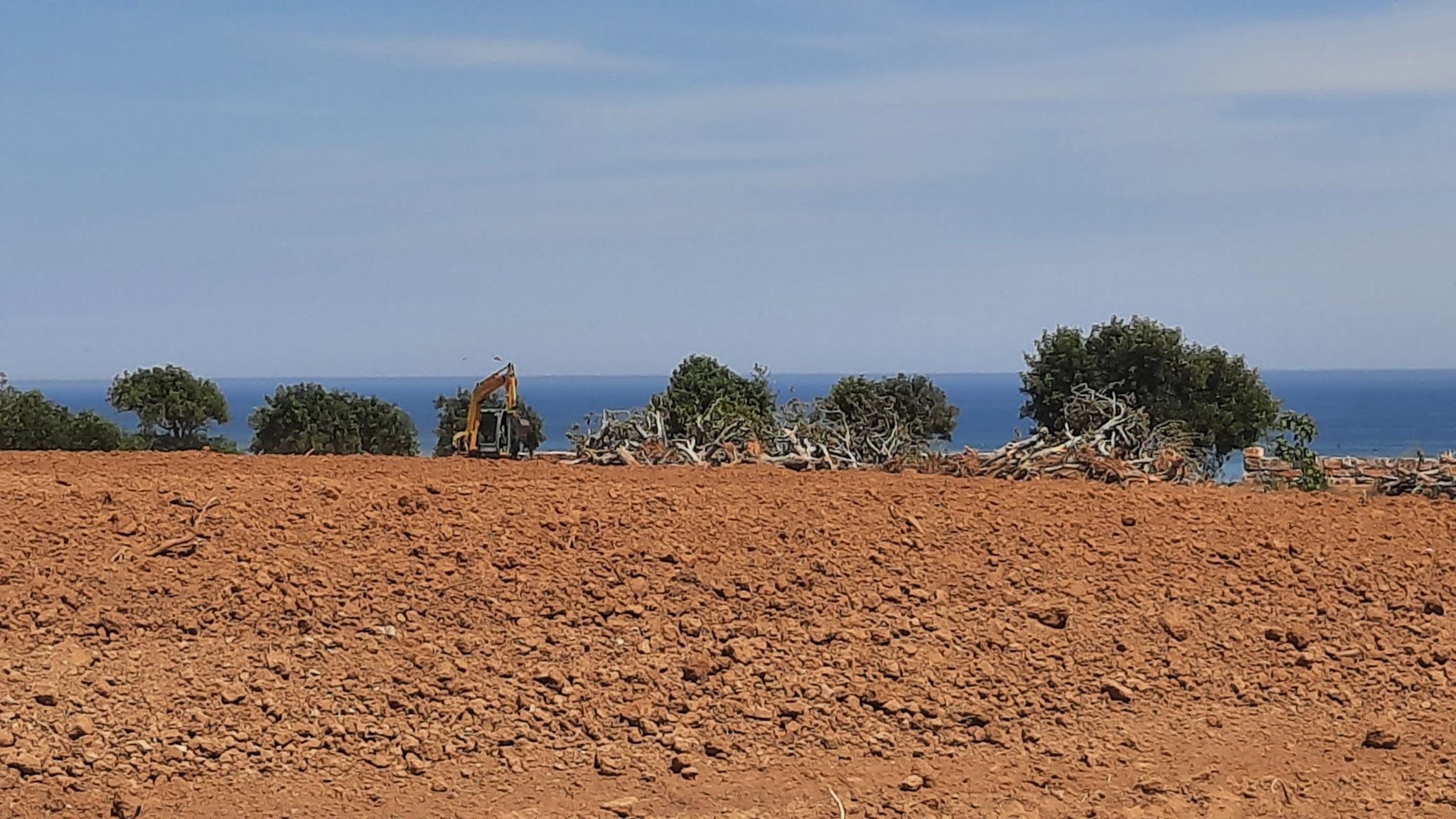 Sul Informação - Dono de terreno junto à Ria Formosa continua a abater árvores apesar do embargo