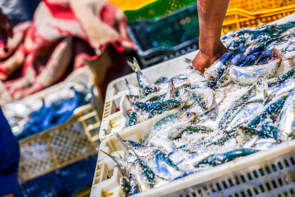 Sul Informação - Odemira celebra o Dia do Pescador com festa na Azenha do Mar