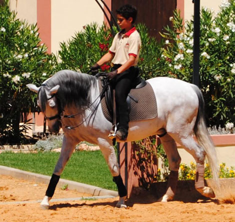 Sul Informação - Centro de Equitação Real Picadeiro apresenta 1ª Poule de Dressage