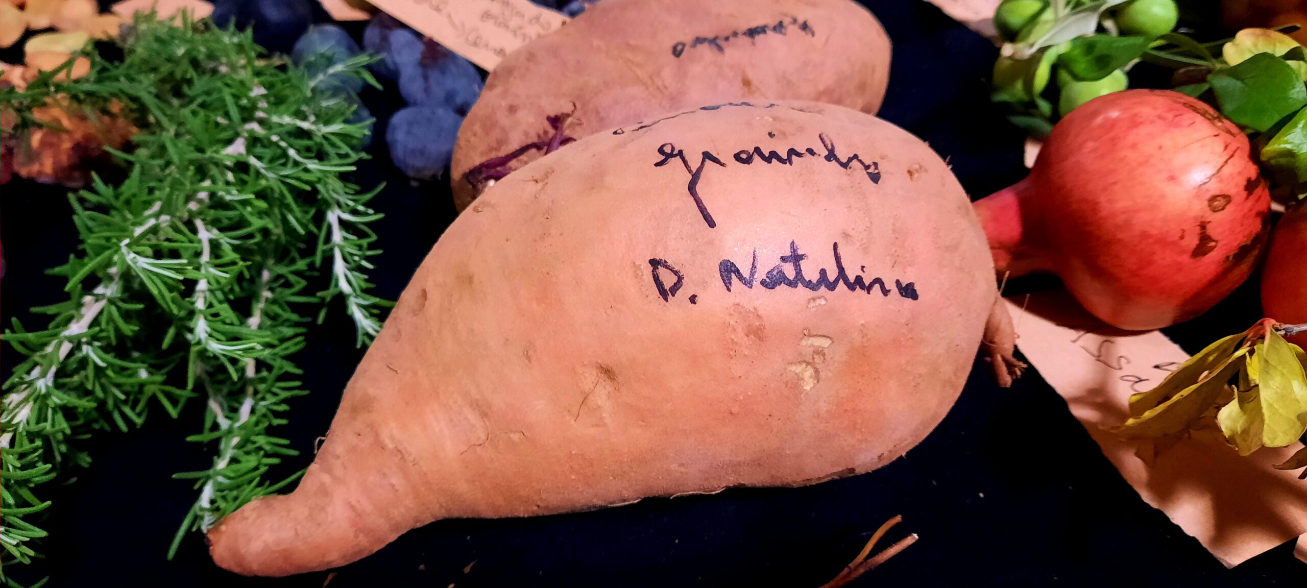 Sul Informação - Cachopo recebe demonstração “Biodiversidade Agrícola – comidas antigas e inovação”