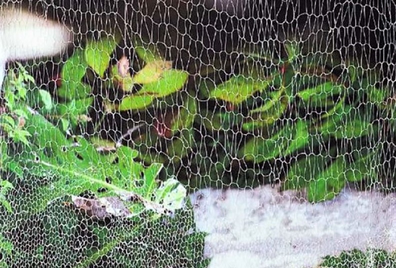 Sul Informação - Catálogo da exposição “Entre as linhas de pescar e de tecer” lançado em Portimão