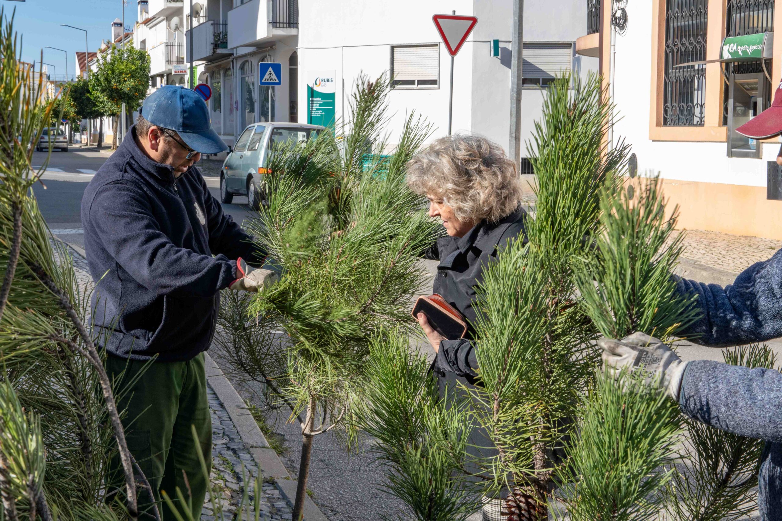 Sul Informação - Moura começa a distribuir Pinheiros de Natal pelo comércio local