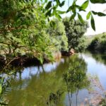 Sul Informação - Espécie rara de borboleta encontrada na Estação de Biodiversidade da Ribeira de Quarteira