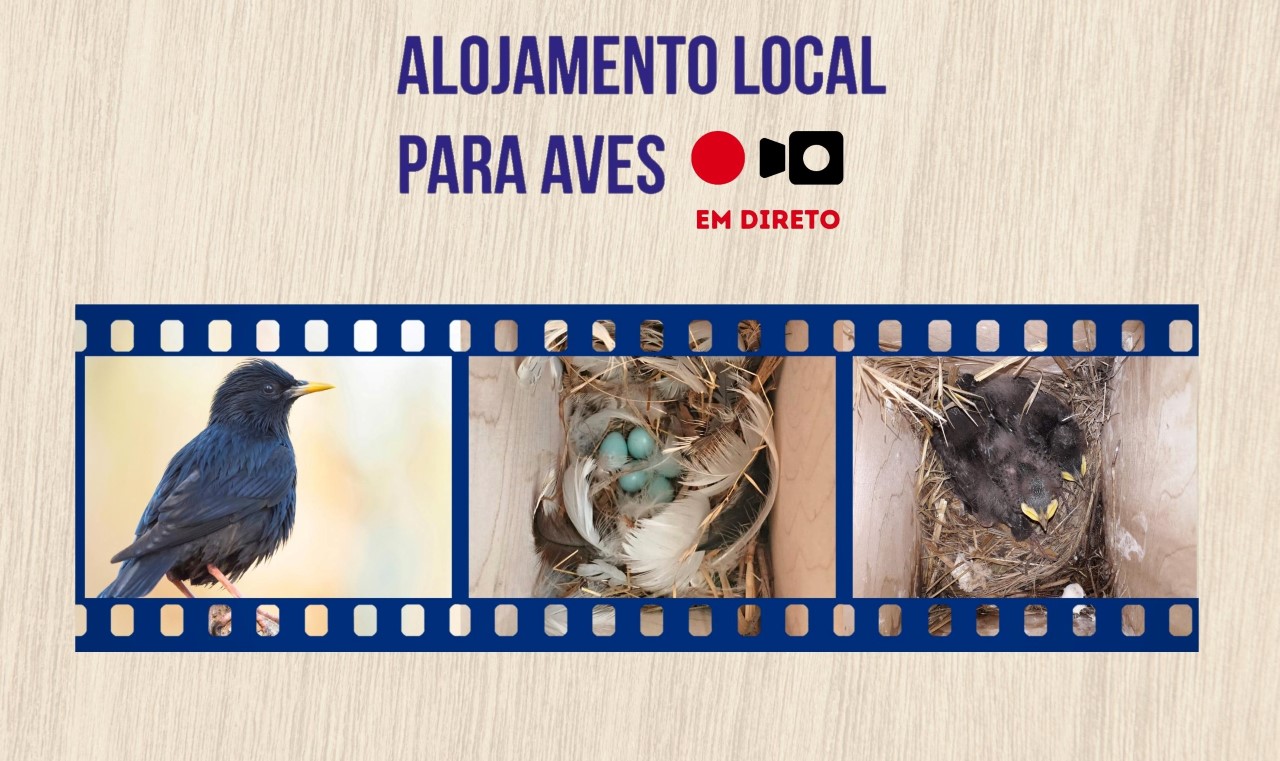 Sul Informação - Estorninhos-pretos são estrelas de um “reality show” algarvio