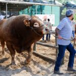 Sul Informação - FOTOGALERIA: Muitos milhares já viram o que Odemira tem de melhor na FACECO