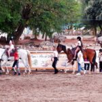 Sul Informação - O melhor da Serra já se mostra em São Brás de Alportel