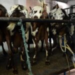 Sul Informação - Em Giões, entre o almece, o pau roxo e o umbigo-de-vénus