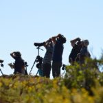 Sul Informação - Festival de Observação de Aves de Sagres duplicou participantes e teve mais 10 nacionalidades