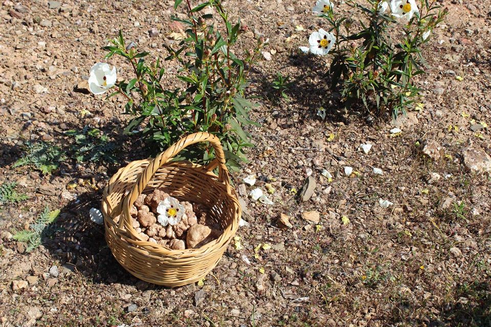 Sul Informação - Festival da Túbera dá a provar as trufas alentejanas em Mértola