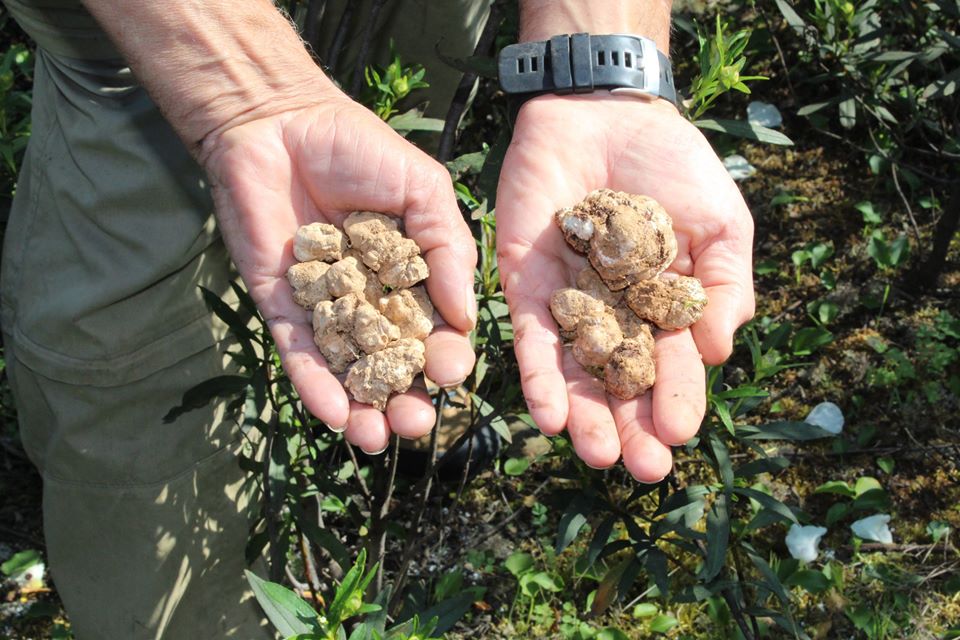 Sul Informação - Festival da Túbera dá a provar as trufas alentejanas em Mértola