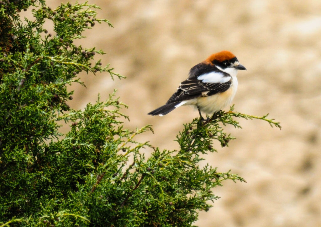 Festival de Observação de Aves Sagres
