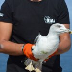 Sul Informação - Todos de cabeça no ar em Sagres para o Festival de Observação de Aves