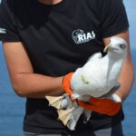 Sul Informação - Todos de cabeça no ar em Sagres para o Festival de Observação de Aves