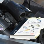 Sul Informação - Todos de cabeça no ar em Sagres para o Festival de Observação de Aves