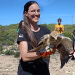 Sul Informação - Primeiro dia do Festival de Observação de Aves de Sagres culmina com libertação de águia-calçada
