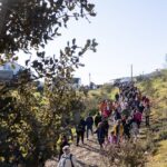 Sul Informação - Amendoeiras em flor enchem Alta Mora de gente com muita vontade de caminhar